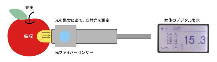 アマミールの基本構造